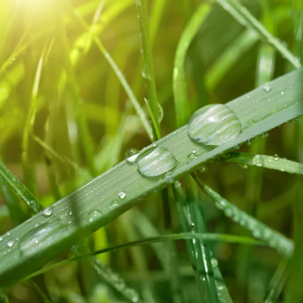 Hierba verde con gota de agua y luz solar —  Fotos de Stock