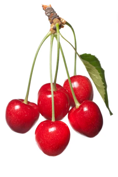 Червона вишня з листям ізольовані на білому — стокове фото