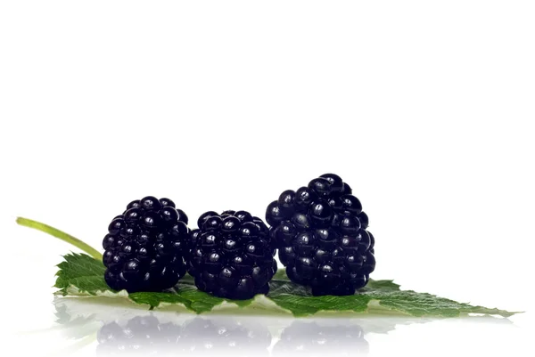 黑莓手机与绿叶上白色隔离 — 图库照片