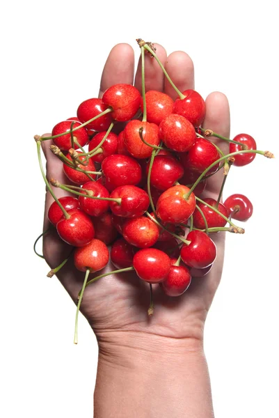 Mão segurando cereja vermelha isolada em branco — Fotografia de Stock