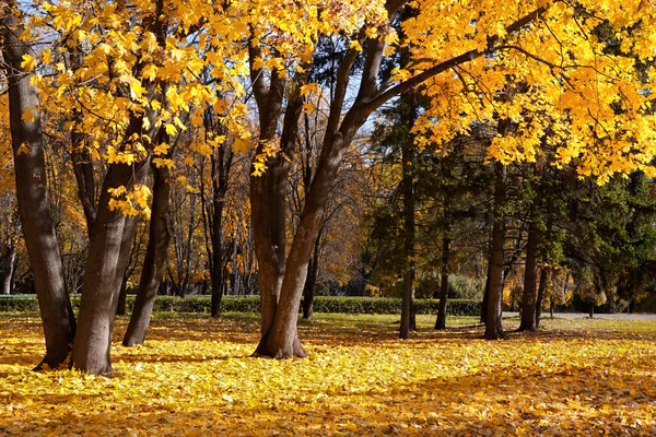 Jesienne drzewa w parku — Zdjęcie stockowe