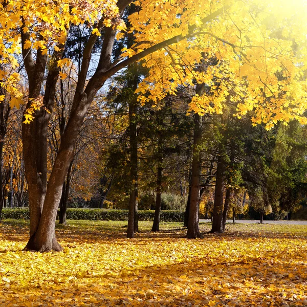Herfstbomen in het park — Stockfoto