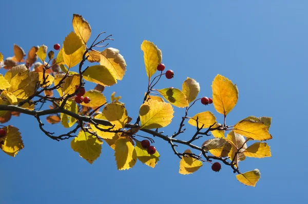 Feuilles d'automne contre ciel bleu — Photo
