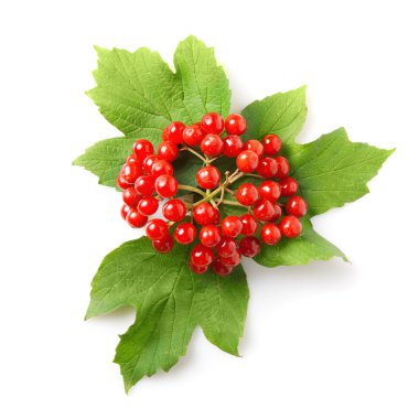 Berries of red Viburnum with leaves isolated on white clipart