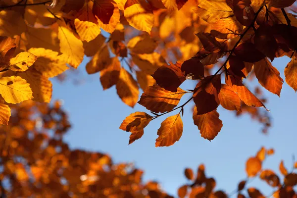 Pozadí Podzimními Listy — Stock fotografie