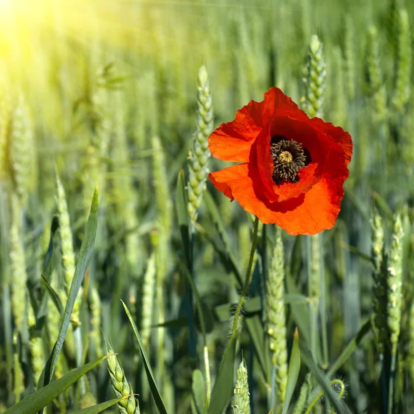 Mák na poli pšenice, zelené — Stock fotografie