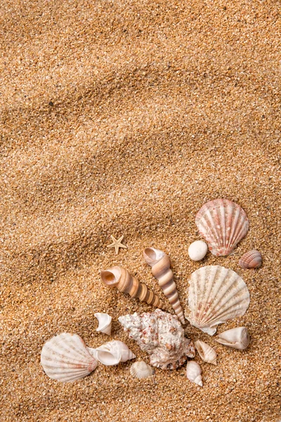 Рама из различных раковин на песке — стоковое фото