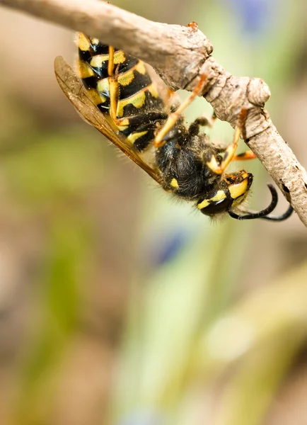 Upside-down wasp on branch — Stock Photo, Image