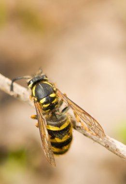 Close-Up ince dal üzerinde büyük yaban arısı