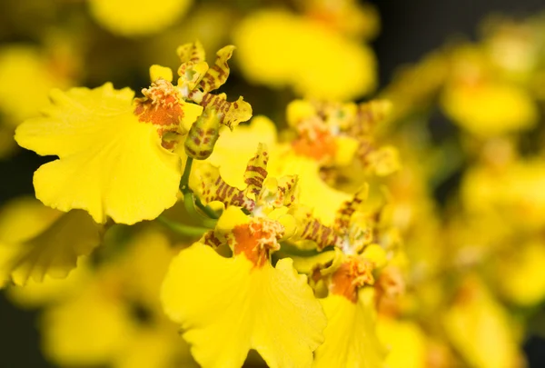 Bochtige orchid bloem — Stockfoto