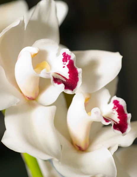 Cymbidium orchidea kwiat ogród keukenhof — Zdjęcie stockowe