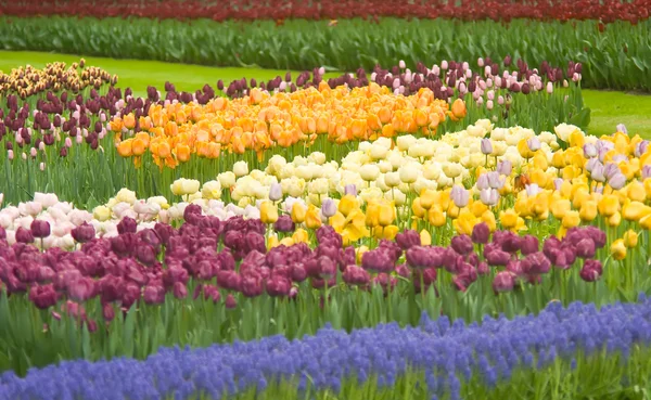 Kleurrijke Nederlandse tulpen in de keukenhof park — Stockfoto