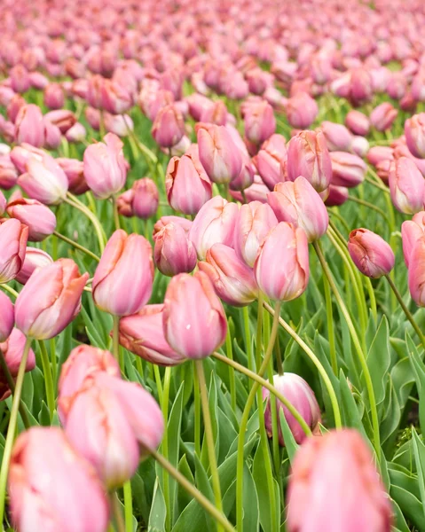 Tulipanes rosados holandeses en Keukenhof — Foto de Stock