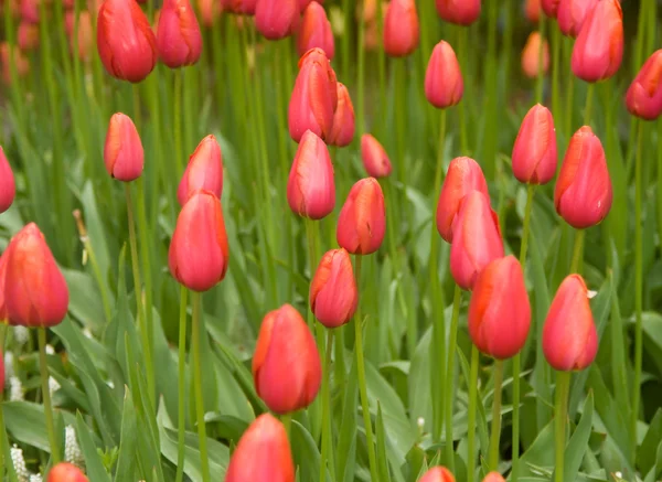 Голландские красные тюльпаны в Кеукенхофе — стоковое фото