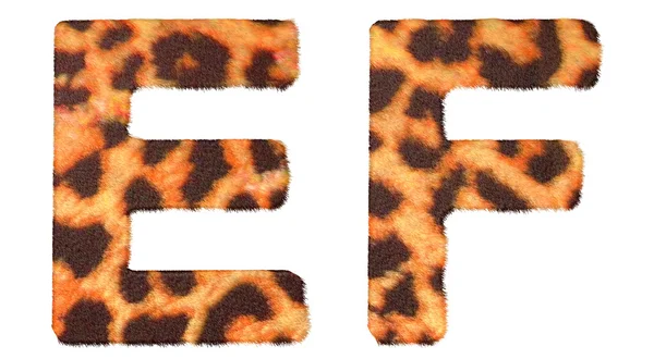 Leopardí kožešiny e a f písmena izolované — Stock fotografie