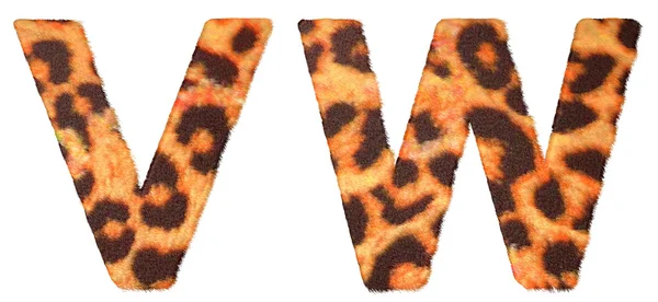 Leopar kürkü v ve w harfleri izole — Stok fotoğraf