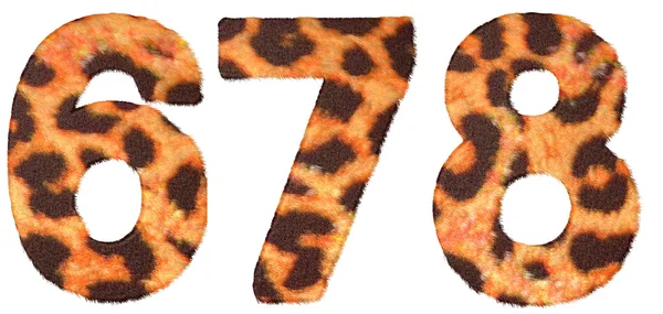 Leopardí kůže, 6, 7 a 8 postavy izolované — Stock fotografie
