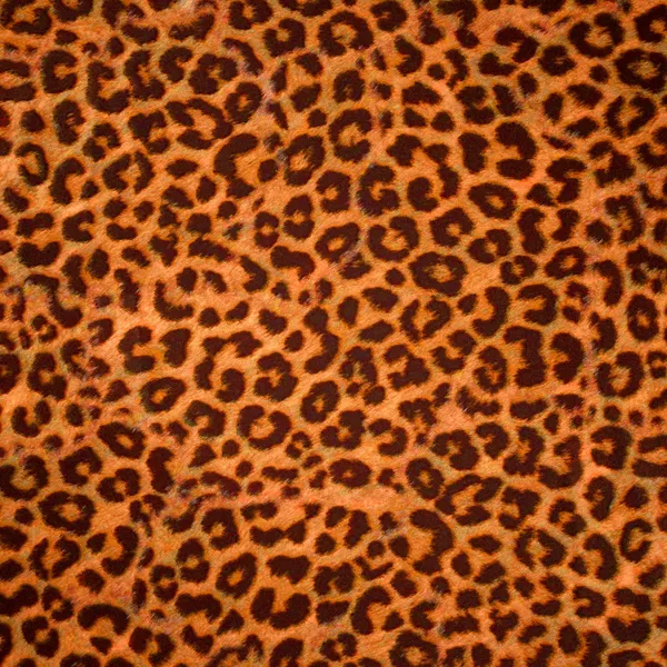 Leopardenhaut Hintergrund oder Textur — Stockfoto