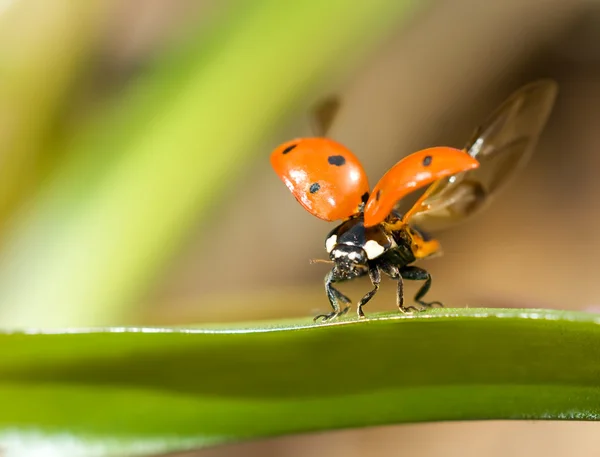 Uçmaya hazır. uğur böceği closeup — Stok fotoğraf