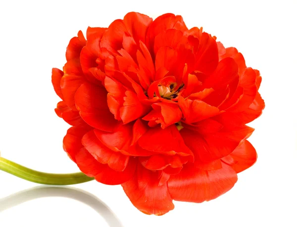 Крупним планом червоний тюльпан над білим — стокове фото