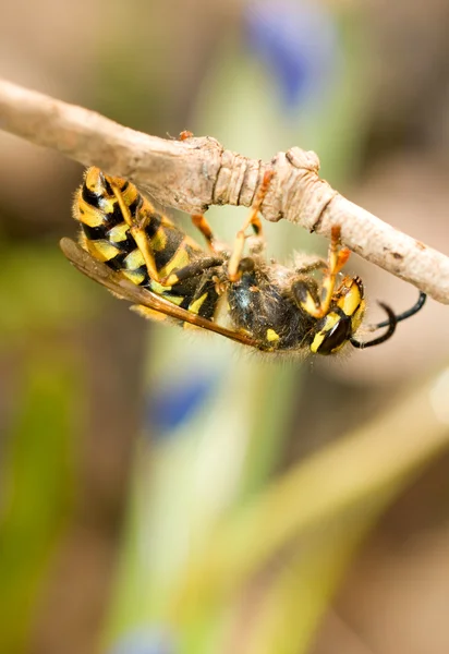 Крупный план осы на тонкой ветке — стоковое фото