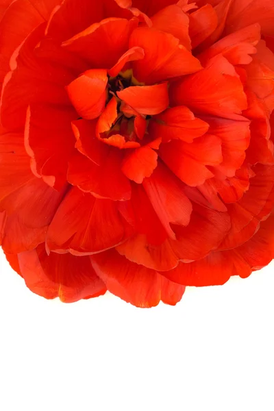 Macro de tulipa vermelha botão isolado — Fotografia de Stock