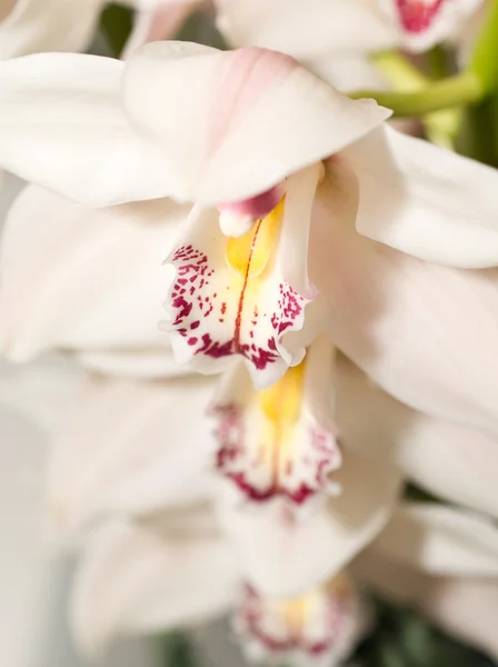White Cymbidium or orchid flower — Stock Photo, Image