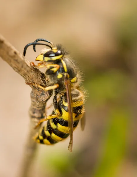 Large wasp on thin branch in spring — Stock Photo, Image