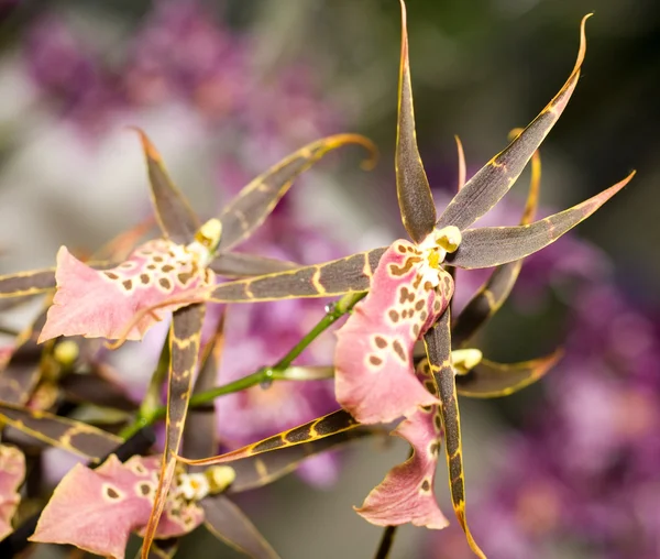 Orchidaceous квітковий парк Кекенхоф, у — стокове фото