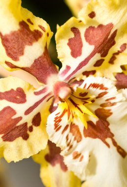 Close-up of orchid flower in Keukenhof perk clipart