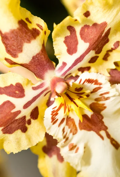 Zbliżenie Kwiatu Orchidei Keukenhof Perk — Zdjęcie stockowe