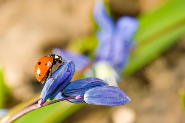 Ladybug on snowdrop flower — Stock Photo, Image