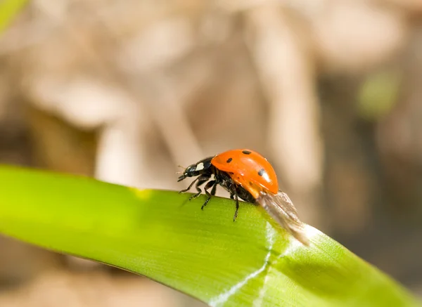 Ladybird Çimenlerin Üzerinde Close Bahar Gelir — Stok fotoğraf