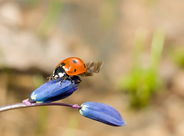 Ladybird kardelen çiçek — Stok fotoğraf