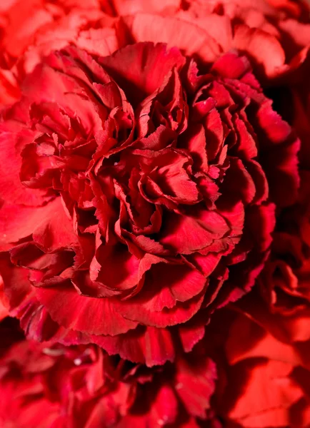 Bonito brote de flor de clavel — Foto de Stock