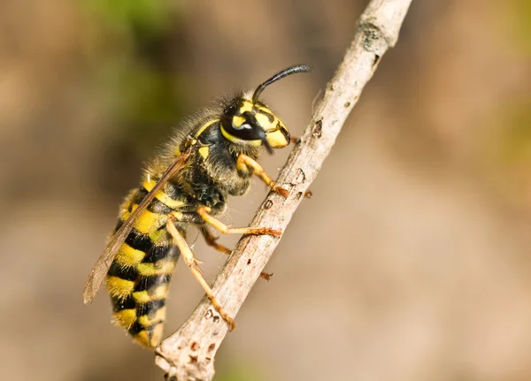 Ince dal üzerinde büyük yaban arısı — Stok fotoğraf