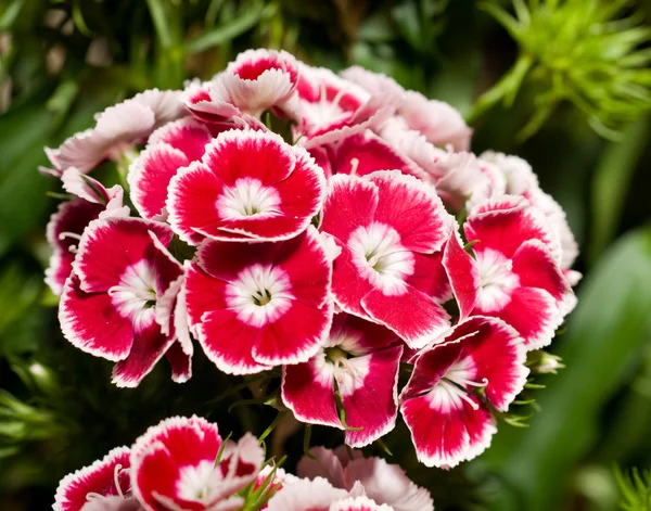 Vacker nejlika eller rosa blommor — Stockfoto