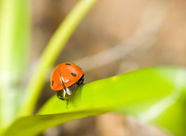 Closeup of ladybirds back on grass — Stock Photo, Image