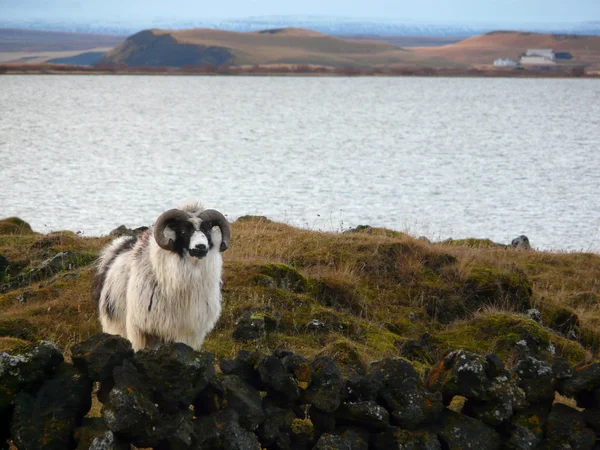 Ovinos típicos da Islândia — Fotografia de Stock