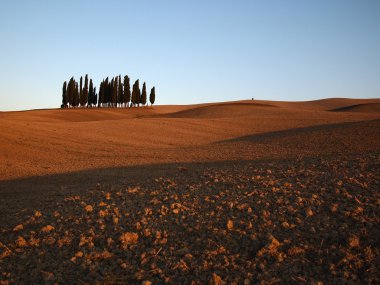 Bunch of cypresses clipart