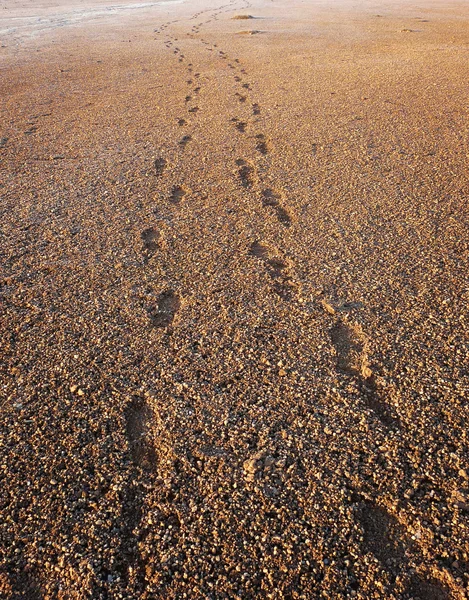 Stock image Footsteps in the sand