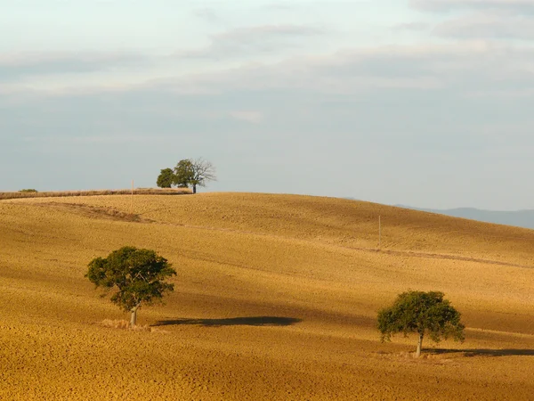 Träd i ett kargt landskap i Toscana — Stockfoto