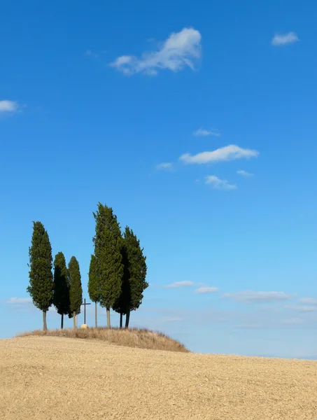 Trees in a clay landscape in Tuscany — Stock Photo, Image