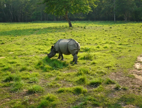 Rinoceronte Asiatico Maggiore Con Una Corna Pascolo — Foto Stock