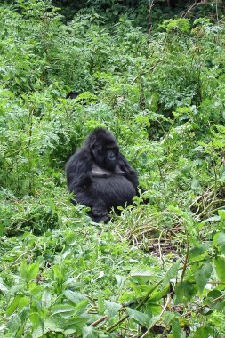 Mountain gorilla sitting in the bush clipart