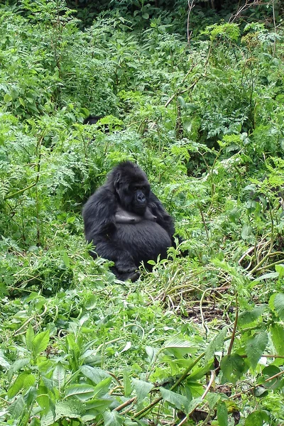 Hegyi gorilla ül a bokor — Stock Fotó