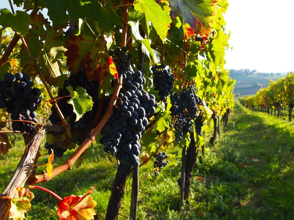 成熟的葡萄在葡萄园在托斯卡纳丘陵 — 图库照片