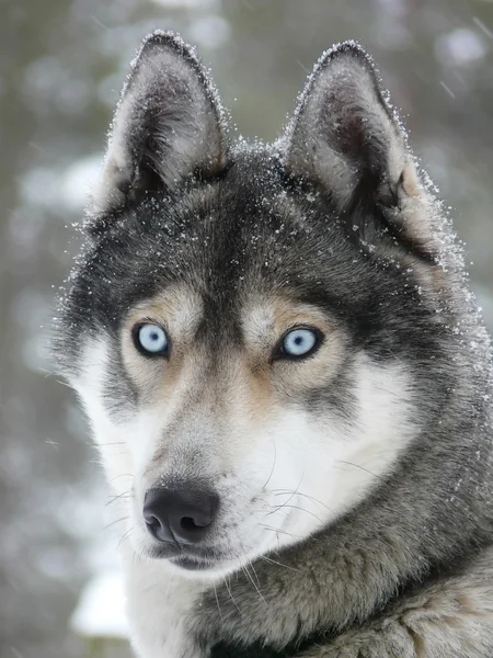 Hundspannsutflykter med blå ögon — Stockfoto