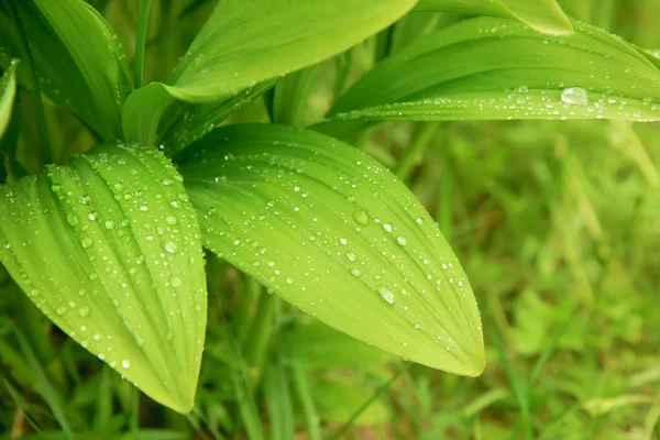 Bujne Zielone Liście Dzikiego Czosnku Krople Wody Słoneczny Dzień — Zdjęcie stockowe
