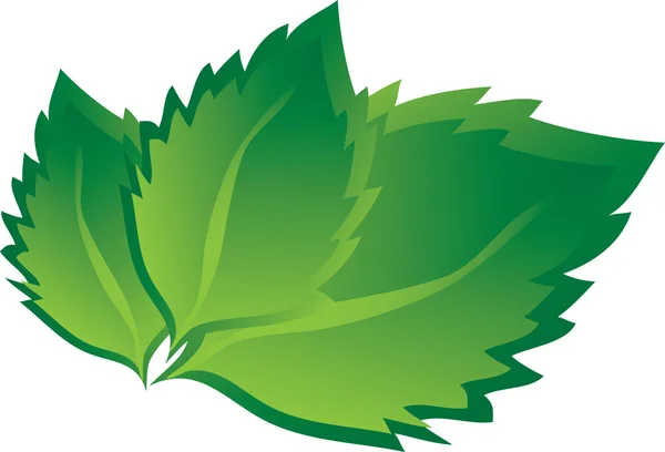 Березовые листья — стоковый вектор